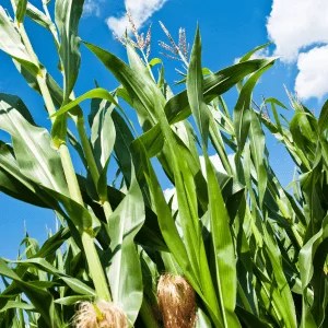 Come coltivare mais orto